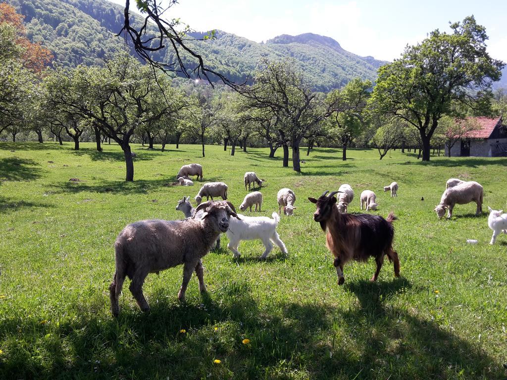 Pensiunea Din Livada Bran  Buitenkant foto